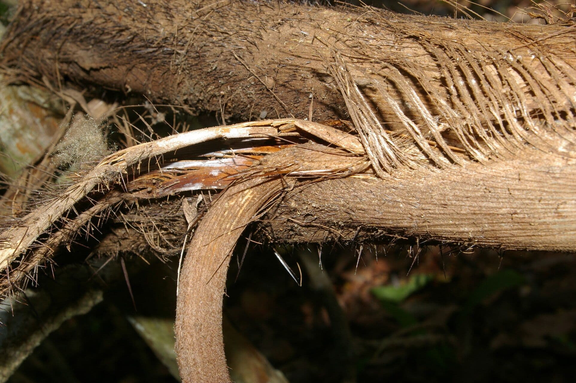 Große Bactris-Palme 12