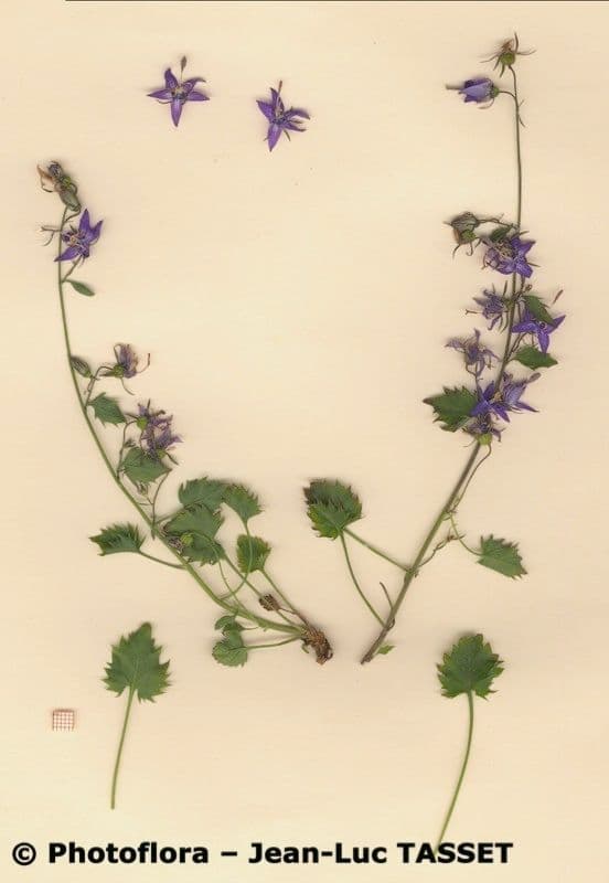 Campanula dell'Adriatico 7