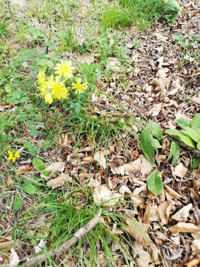 Radicchiella preamorsa 2