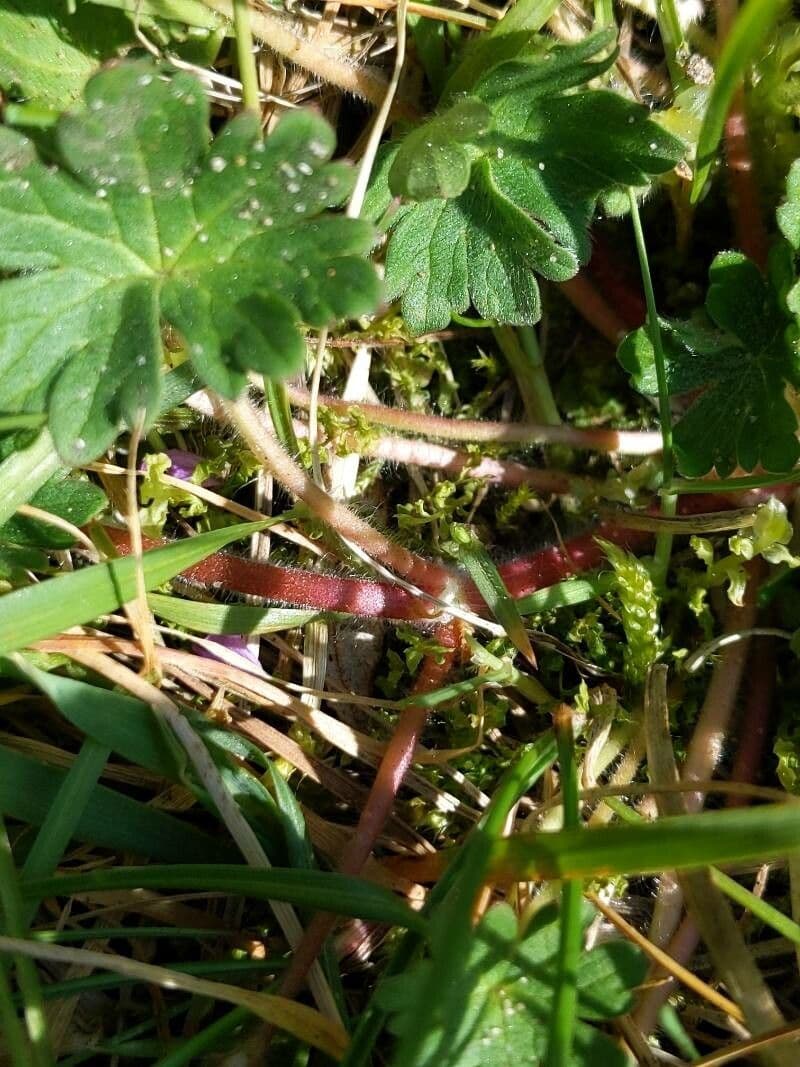 Weicher Storchschnabel 28