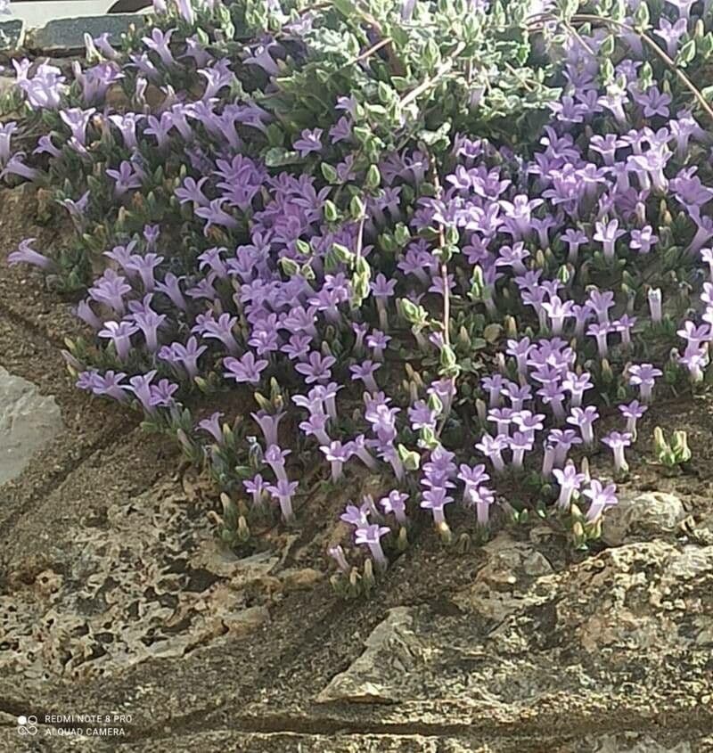 Campanula 2