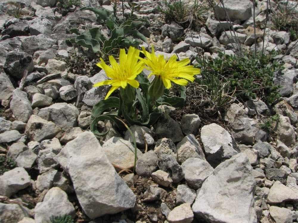Scorzonera austriaca 10