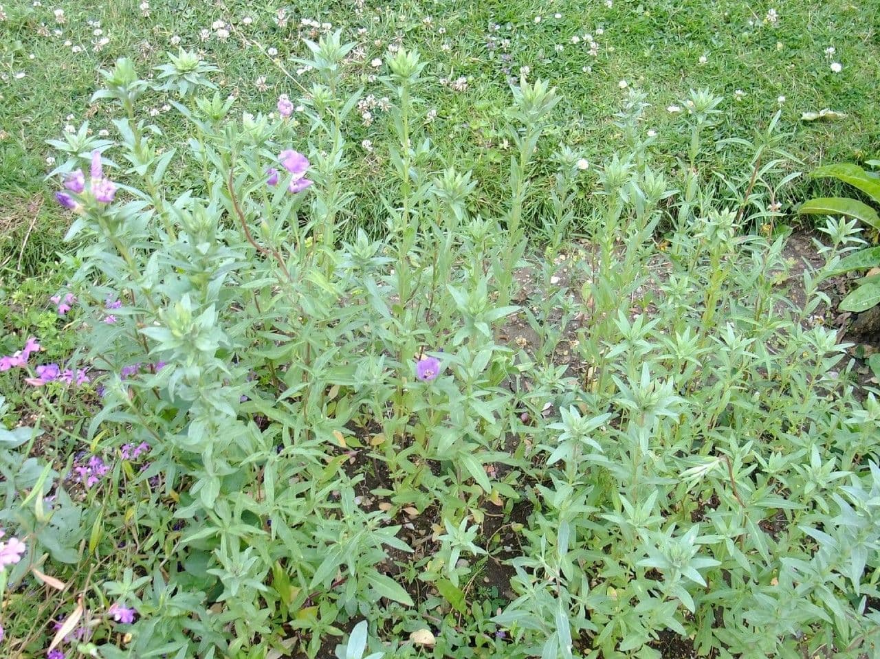 Clarkia amoena 13
