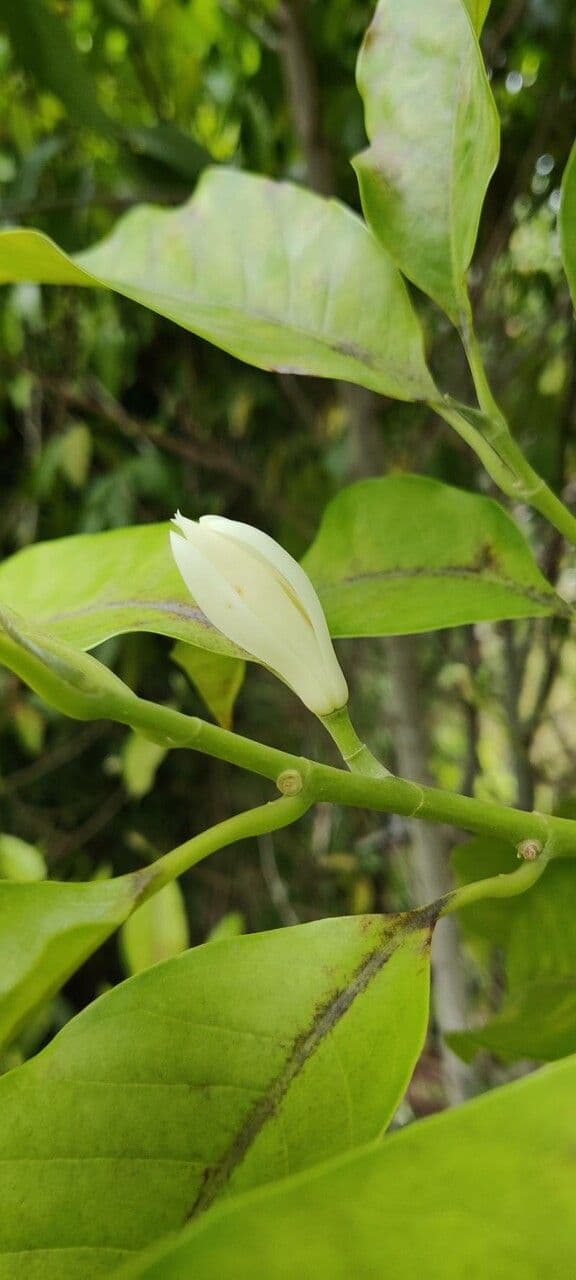 Elaeocarpus 2