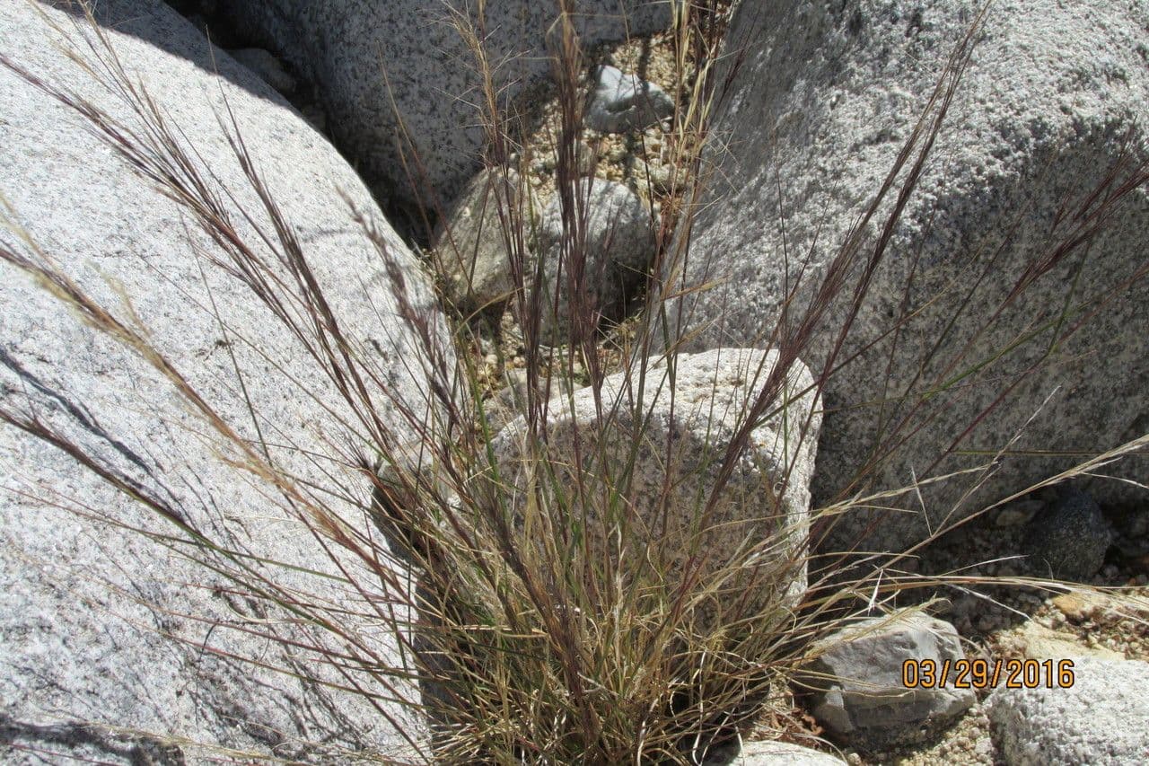 Aristida purpurea 7