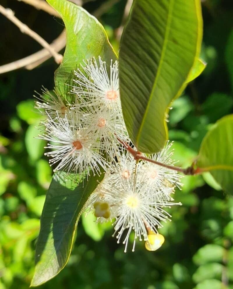 Blepharocalyx 7