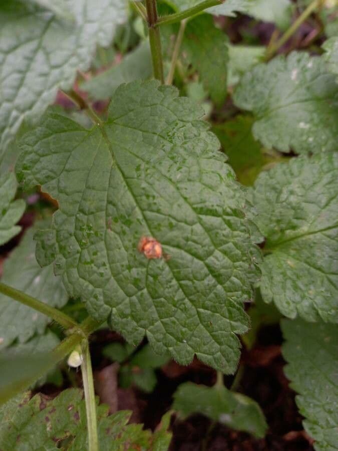 Falsa ortiga bianca 19
