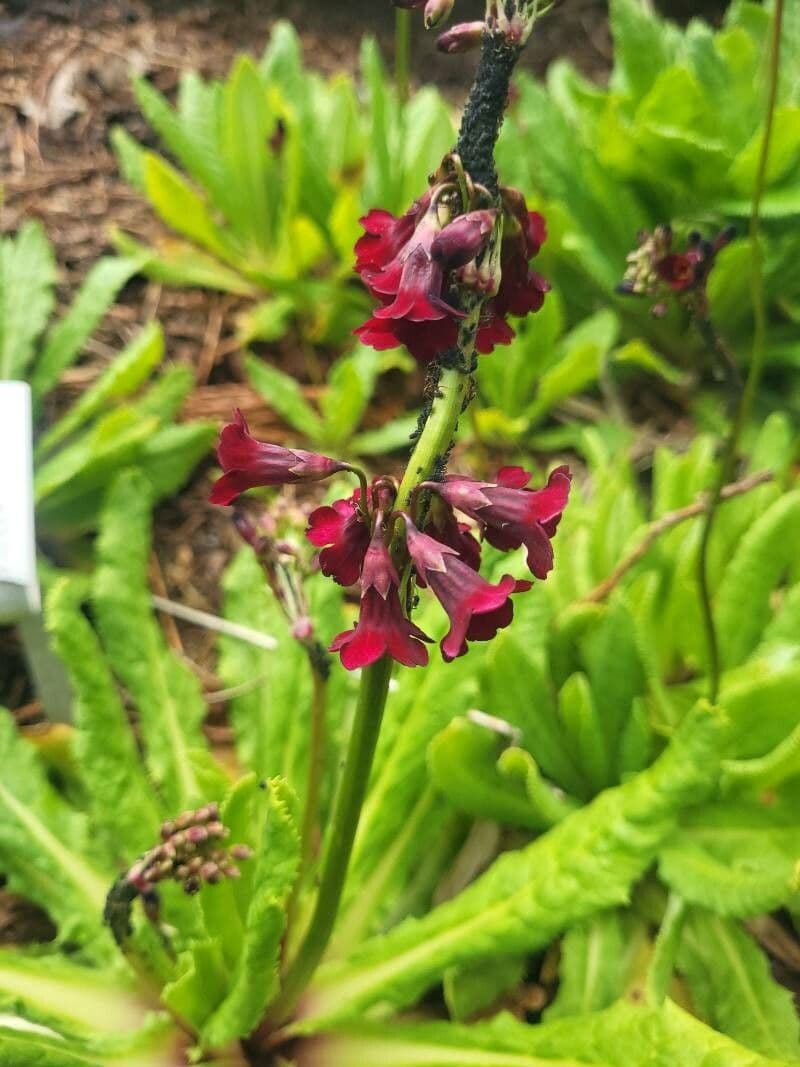 Primula 3