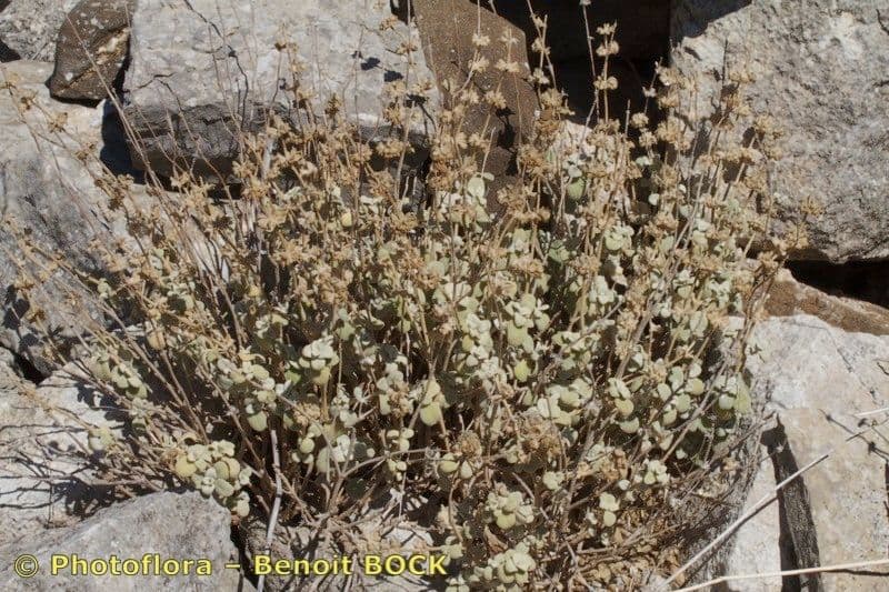 Phlomis lanata 7