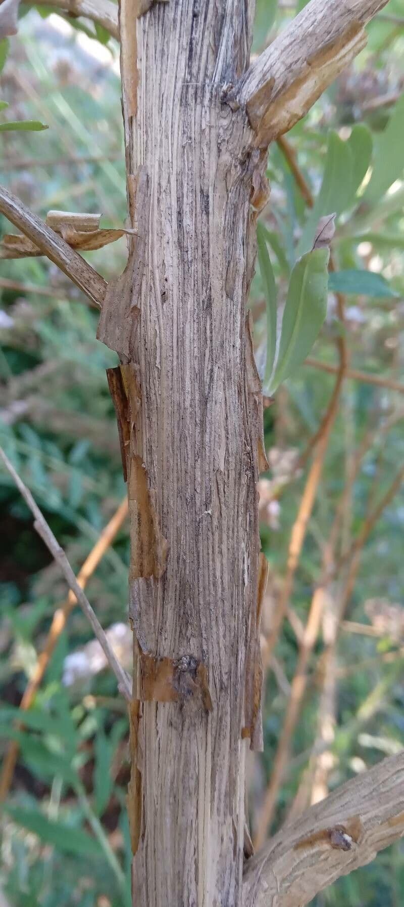 Buddleja 18