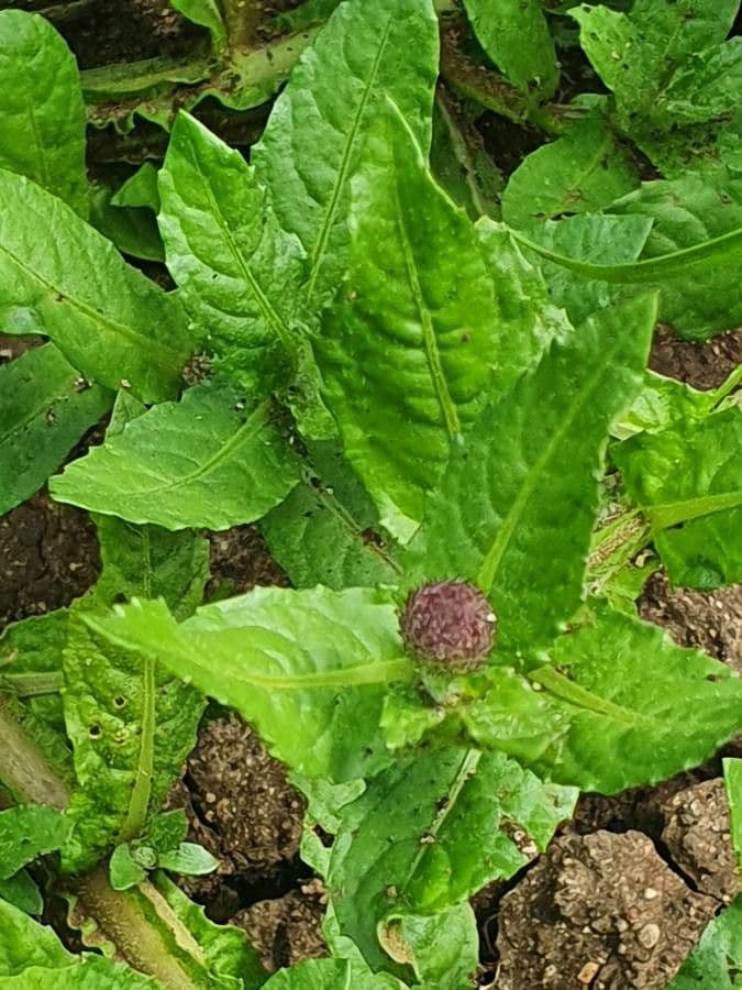 Sphaeranthus suaveolens 8