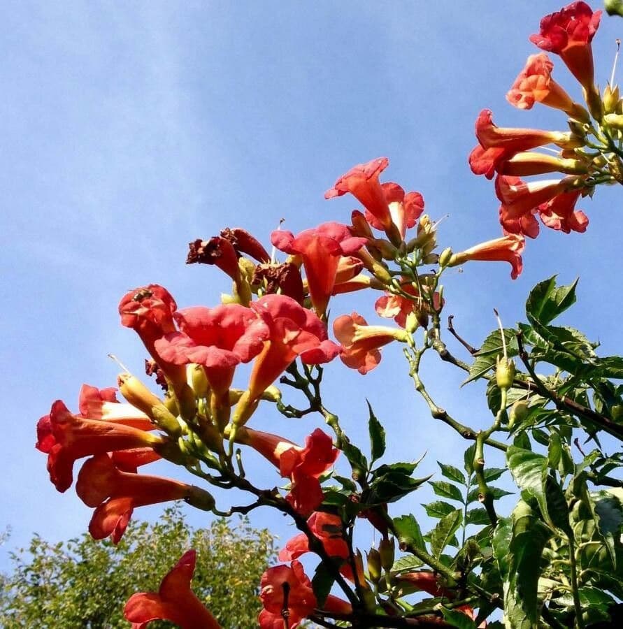 Bignonia cinese 14