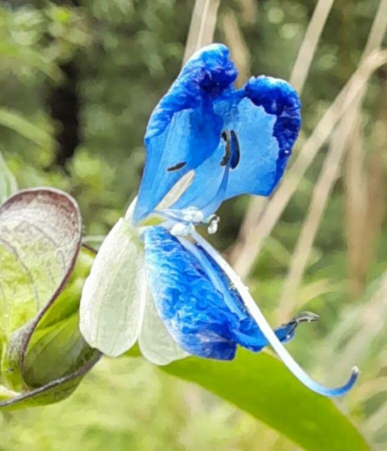 Commelina tuberosa