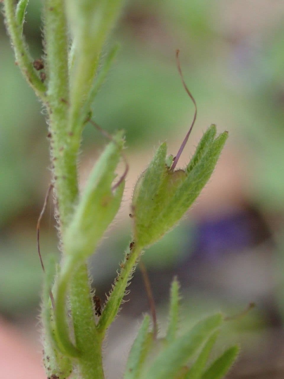 Veronica orsiniana 2