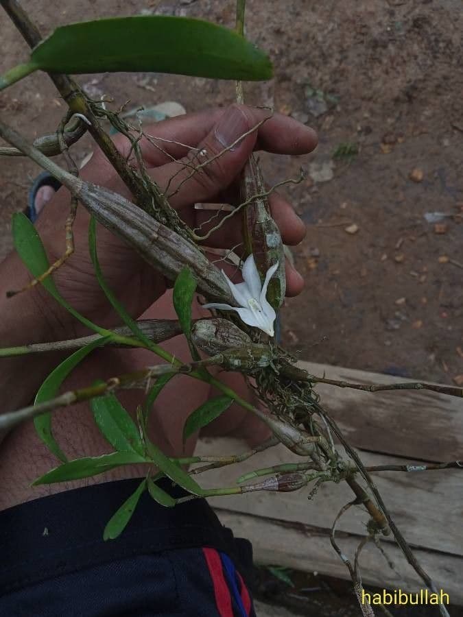 Orchidea colombina 21