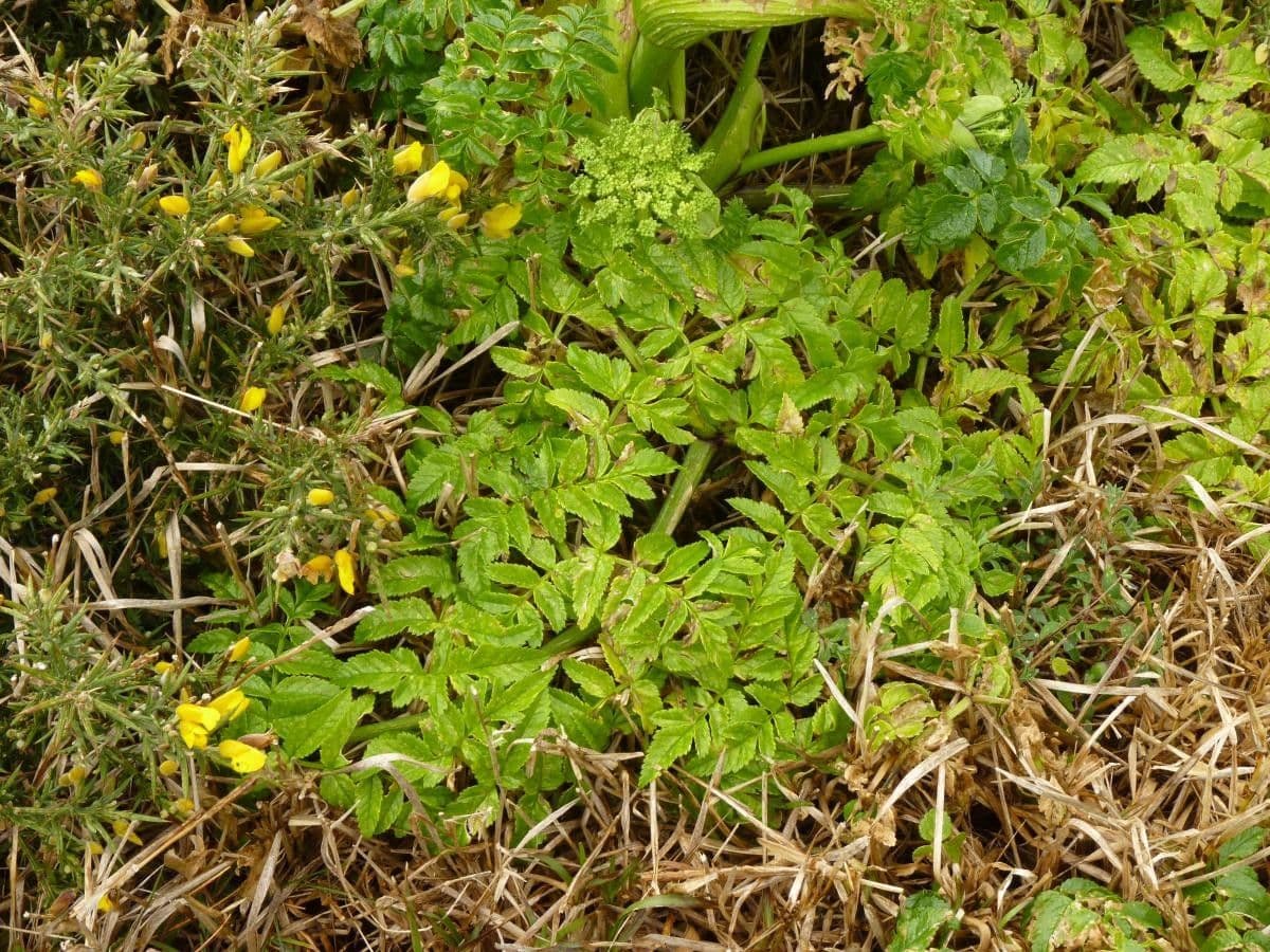Angelica pachycarpa 8