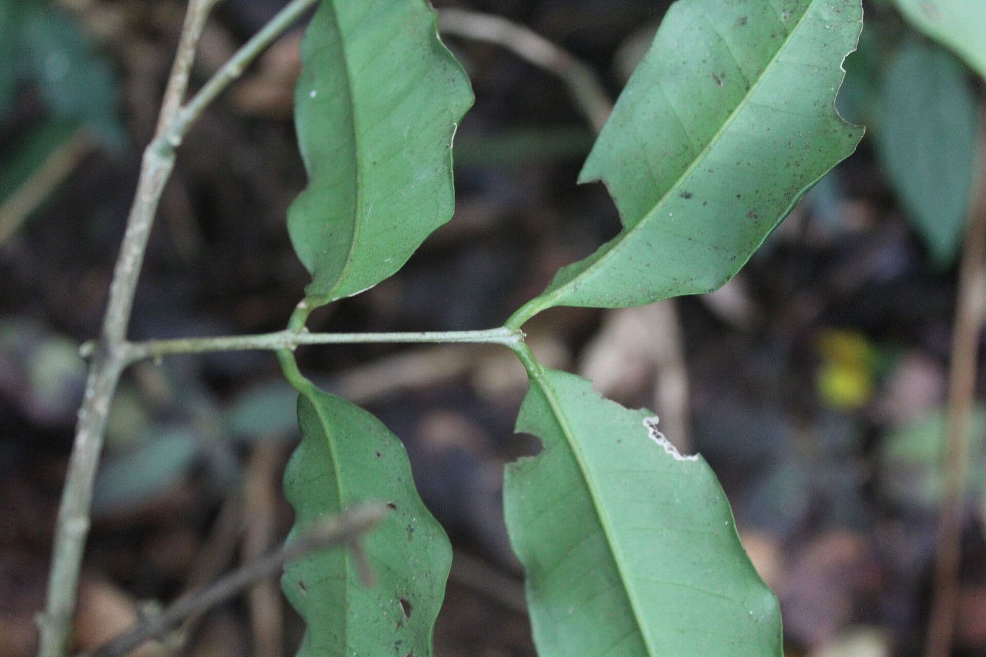 Eugenia 8