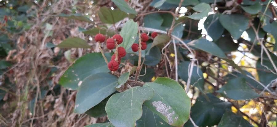 Mallotus philippensis 2
