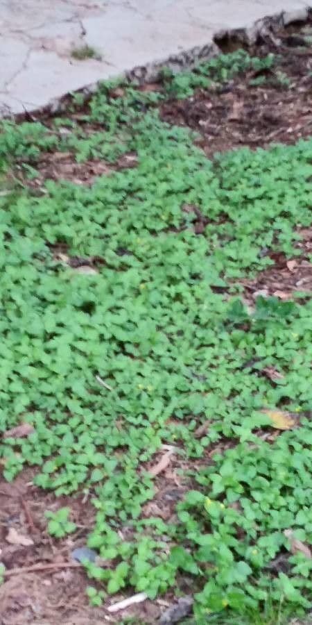 Calyptocarpus vialis 11