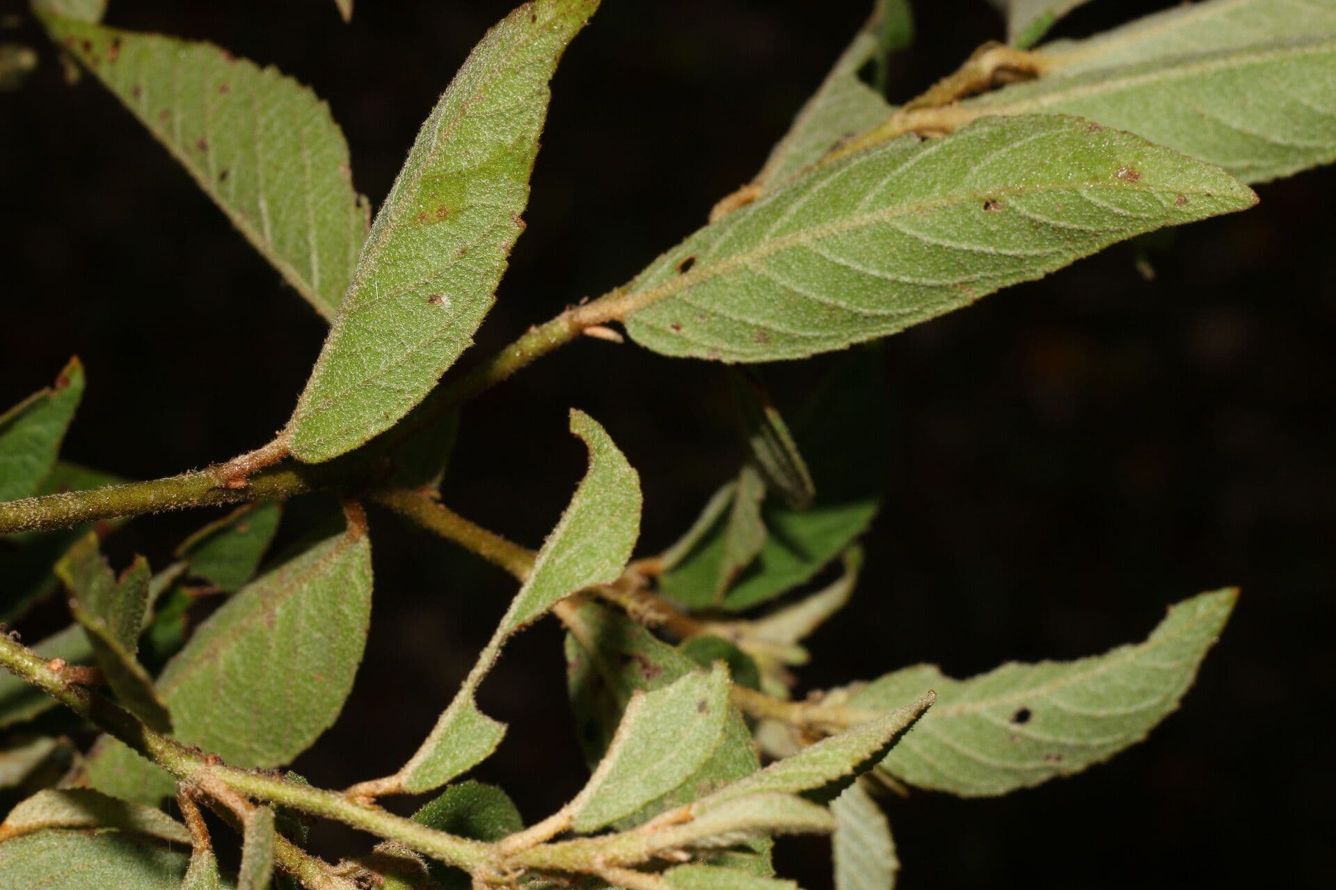 Croton