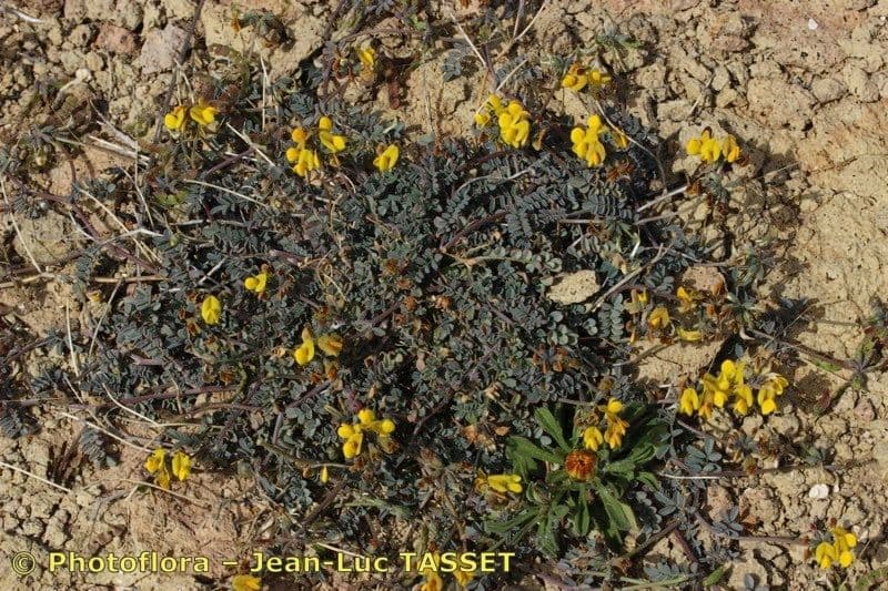 Hippocrepis 12