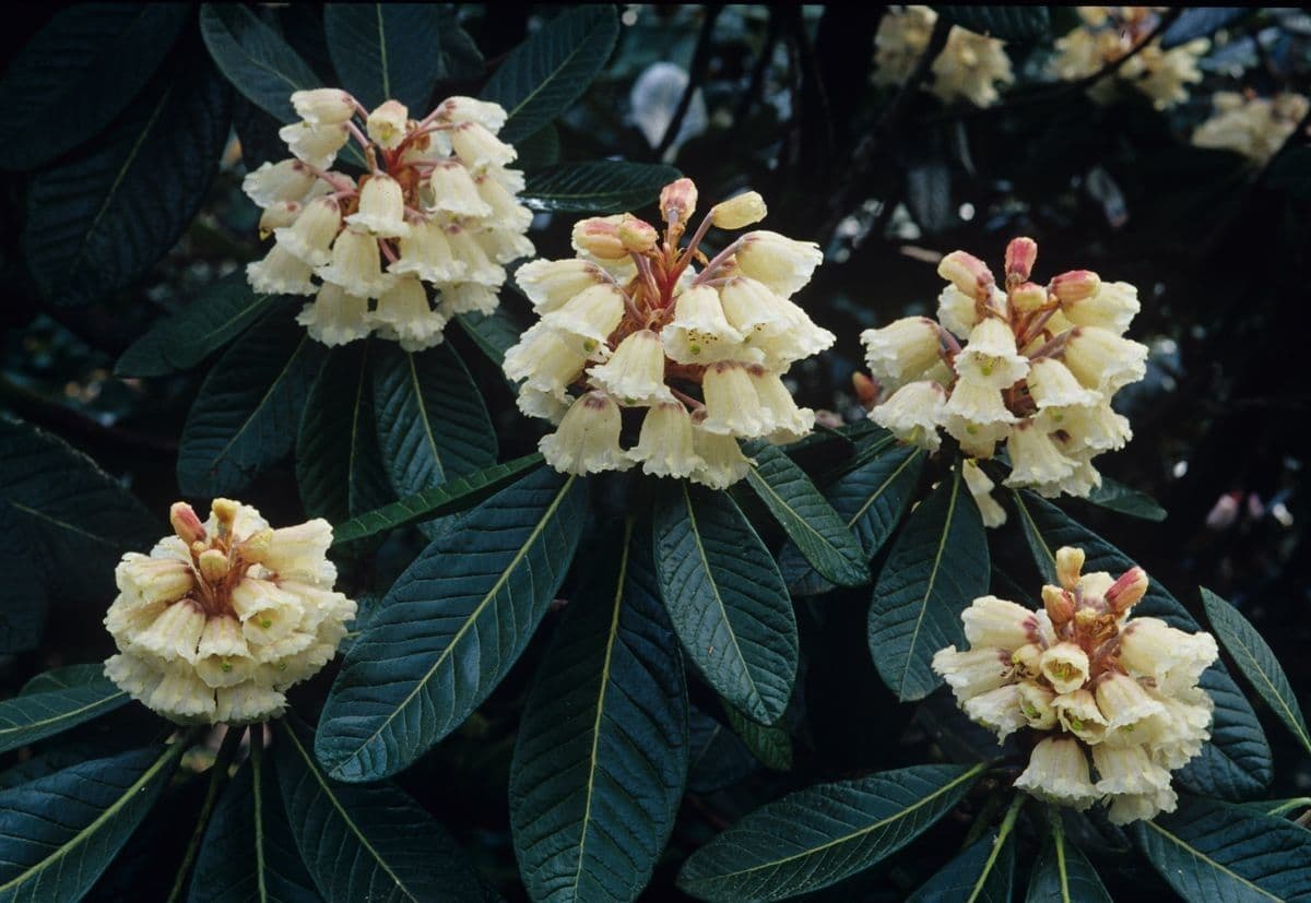 Rododendron 5