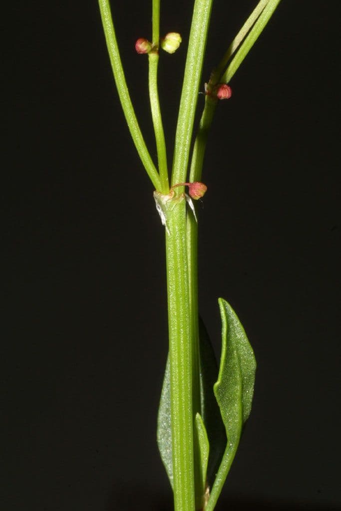 Acetosella 24