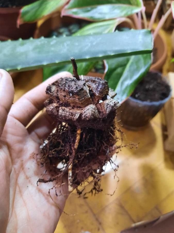 Dioscorea 20