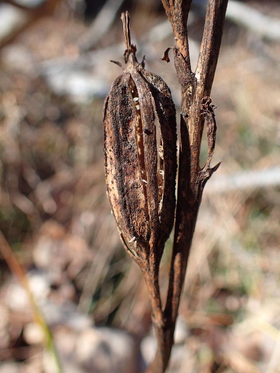 Cefalantera pallida 5