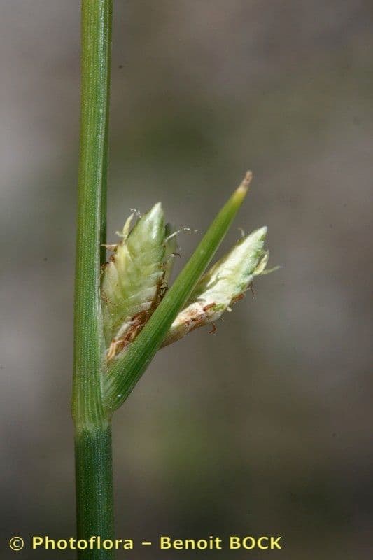 Zigolo liscio 14