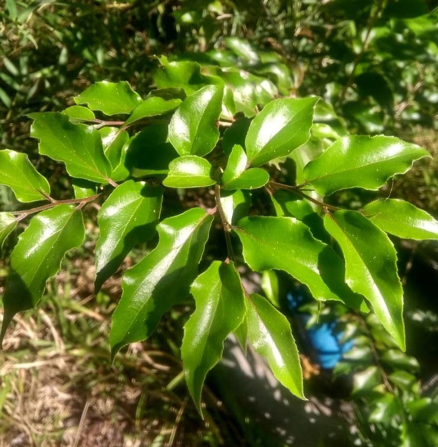 Eugenia candolleana