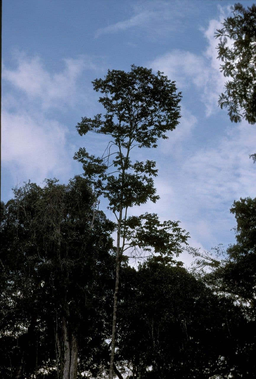 Basralocus 2