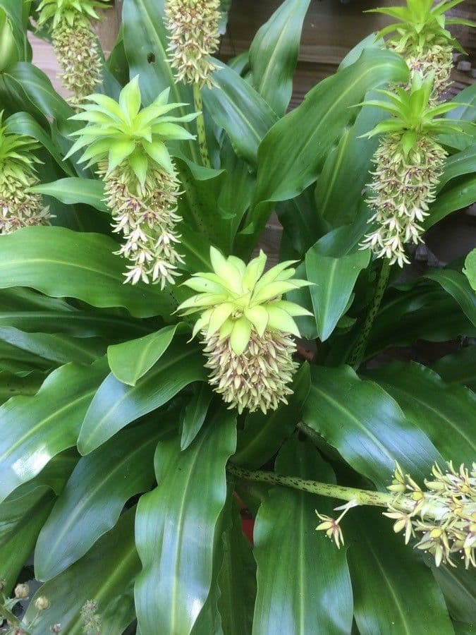 Eucomis 8