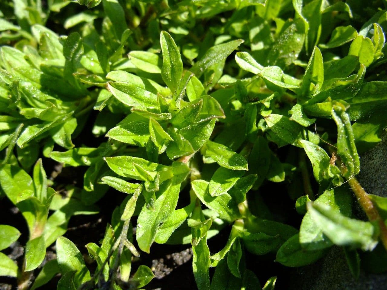 Myosotis de Rehsteiner 4