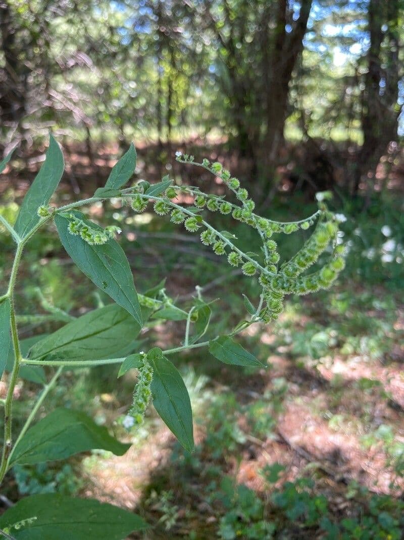 Hackelia virginiana 2