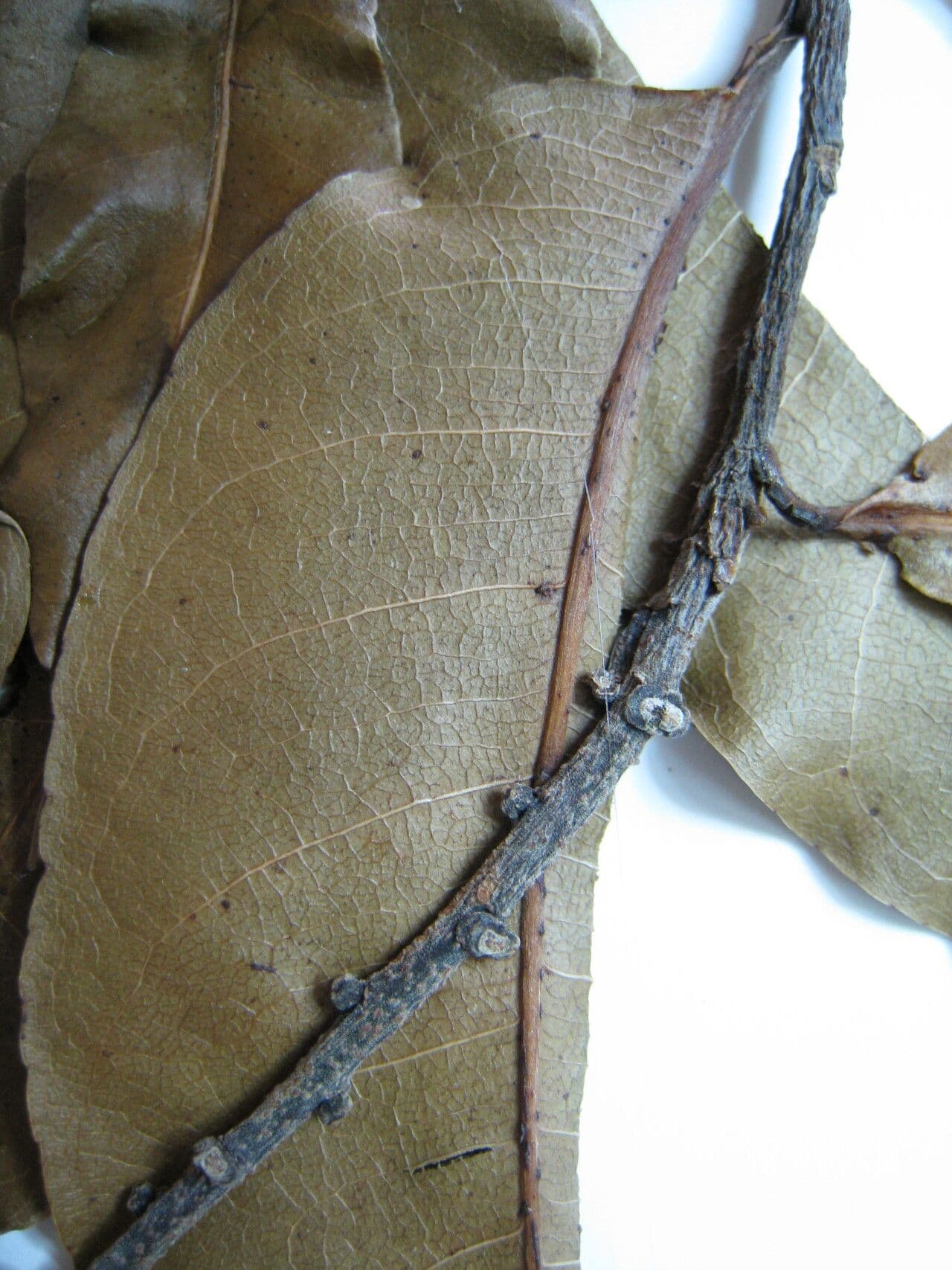 Lecythis cartacea 5