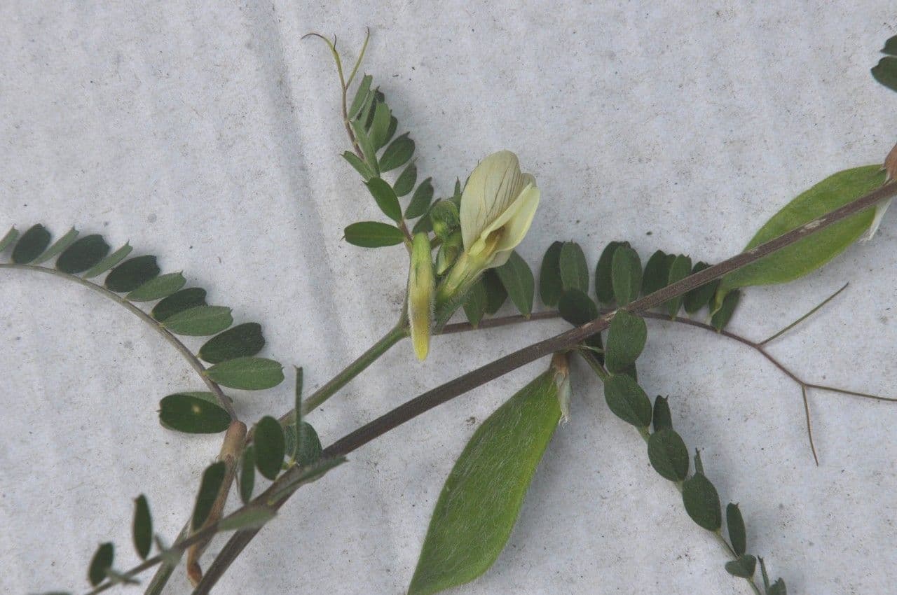 Vicia hybrida 29