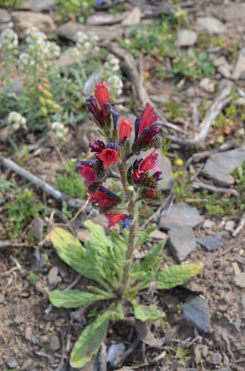Echium cretico 6