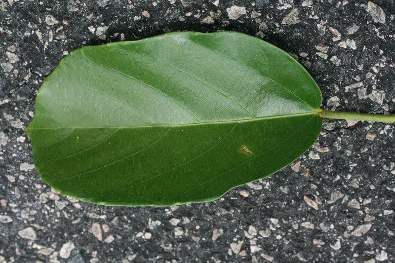 Omphalea 6