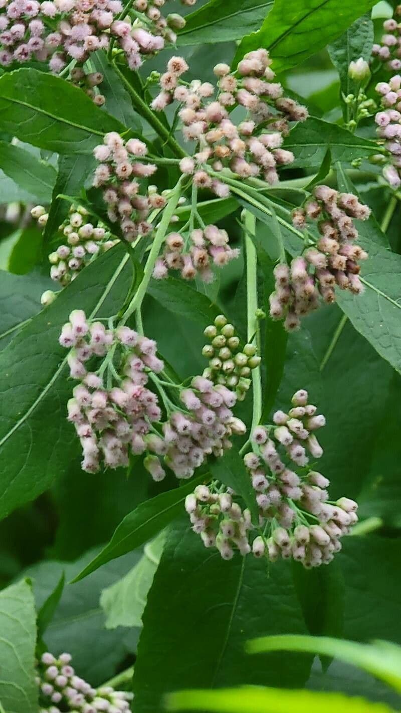 Pluchea canforata 5
