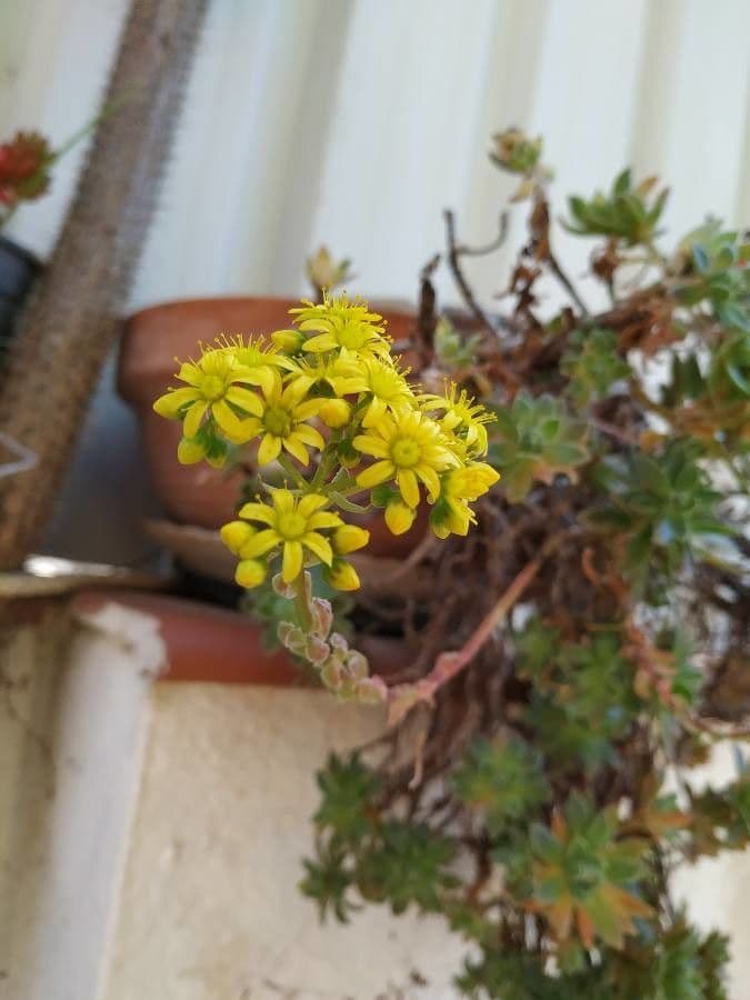 Aeonium simsii 2