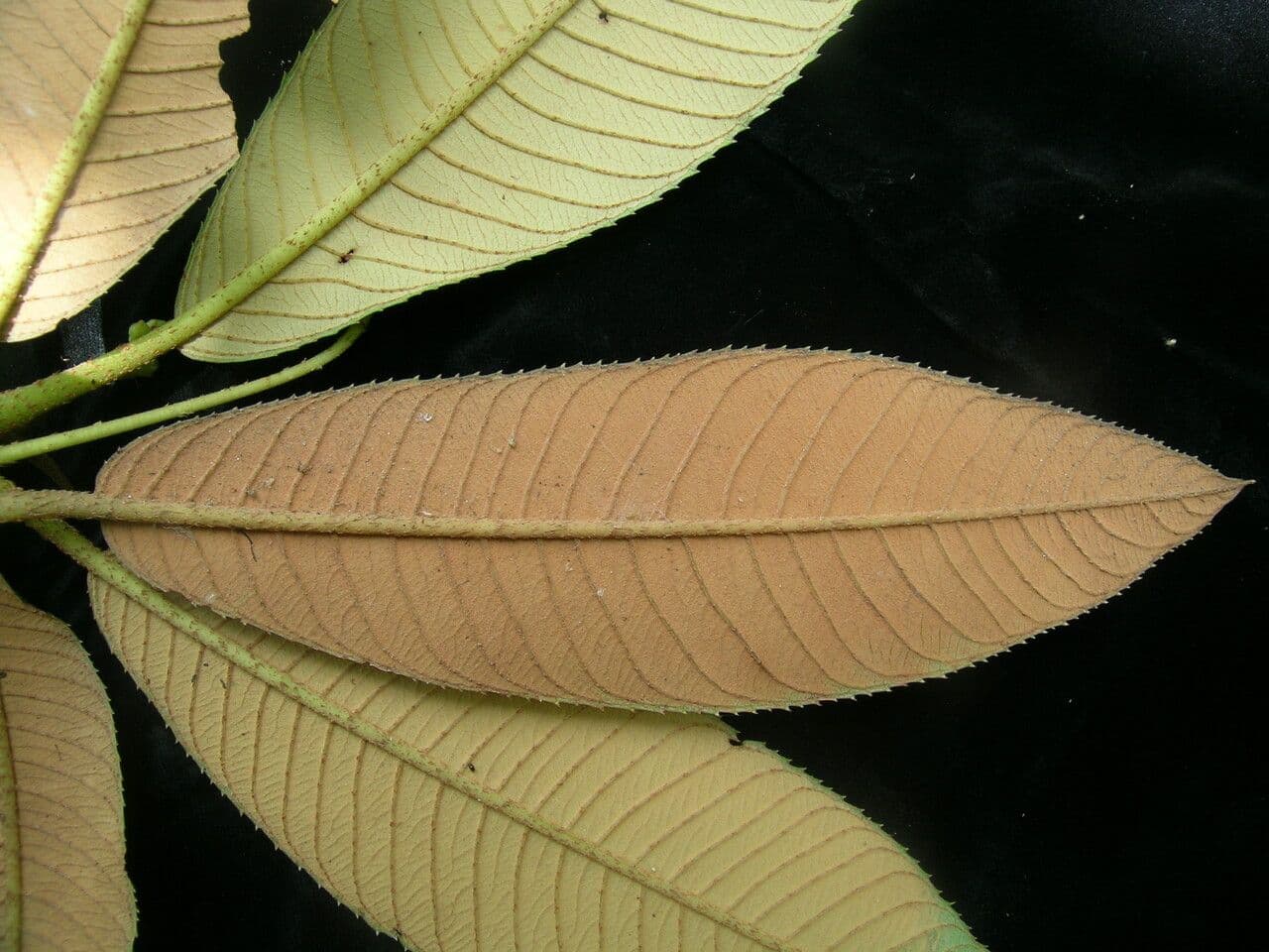Saurauia 13