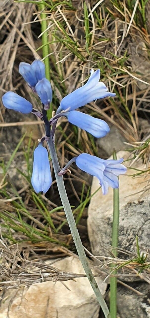 Jacinthe améthyste 3