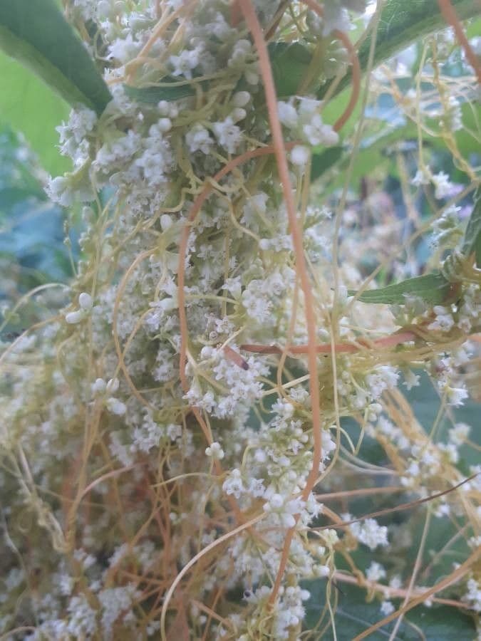 Cuscuta indecora 5