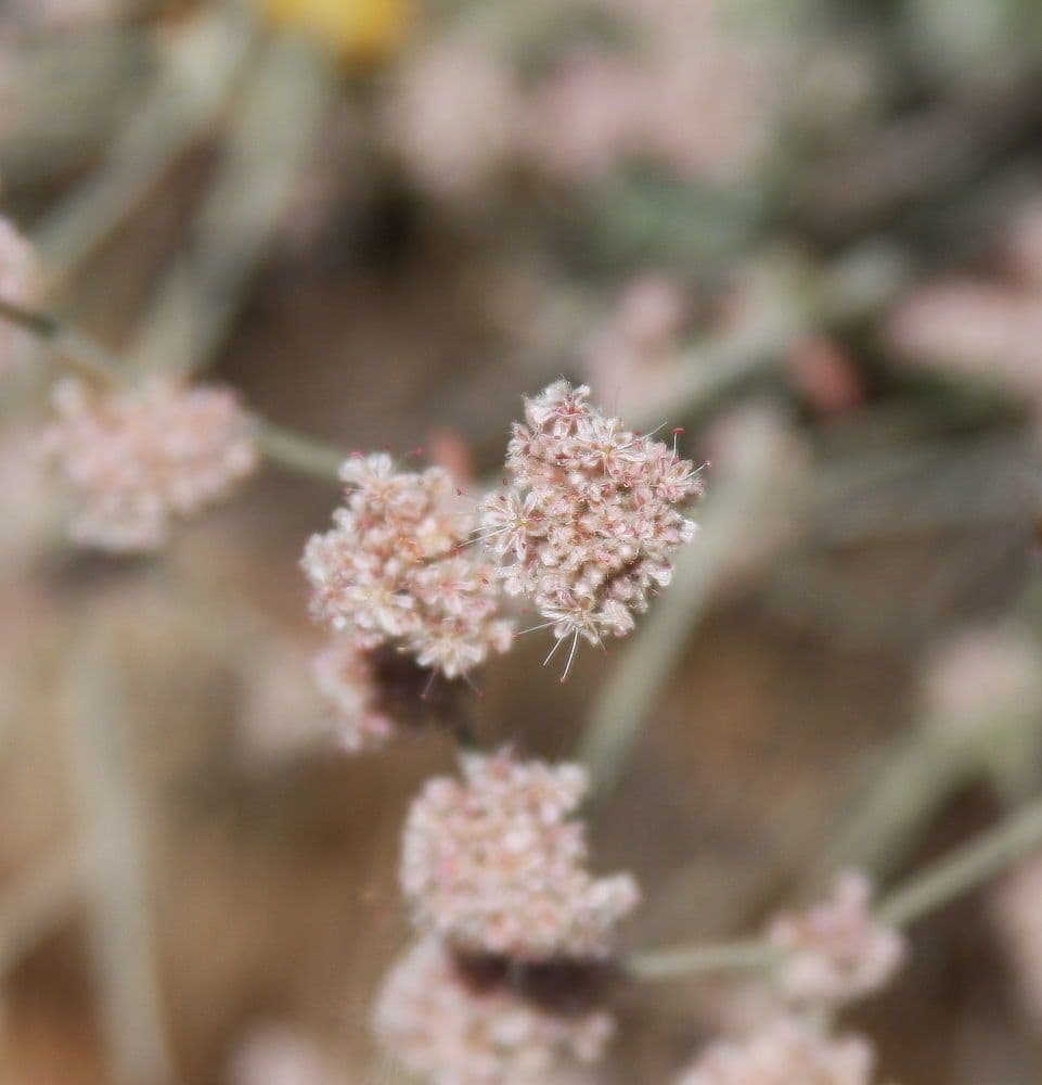 Eriogonum 5