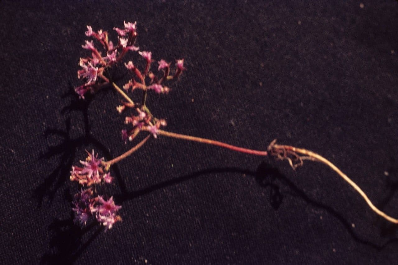 Chorizanthe 6