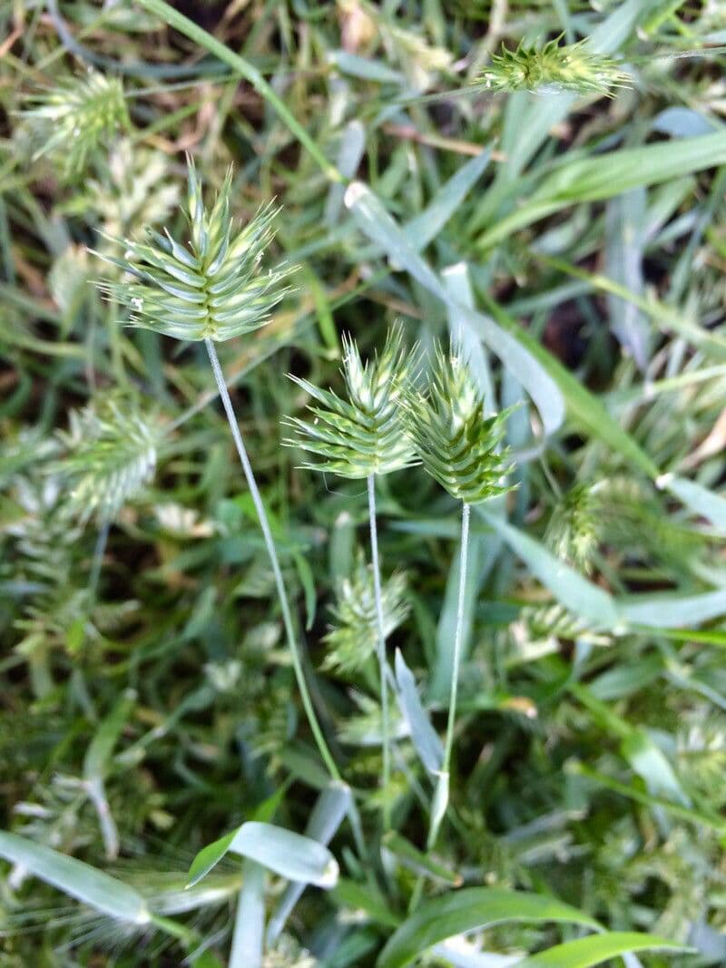 Grano farro 5