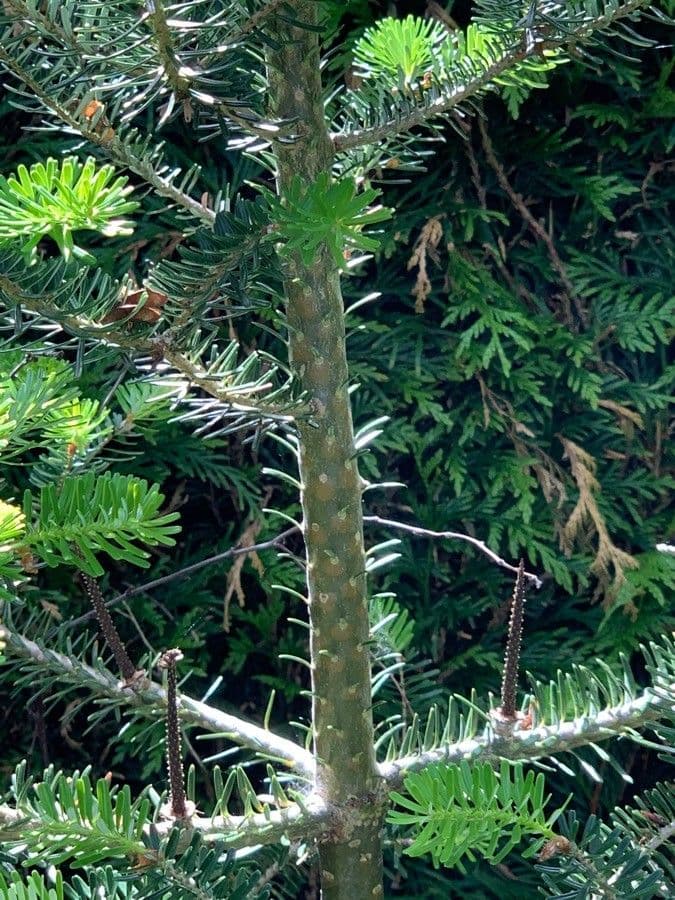 Abete coreano 22