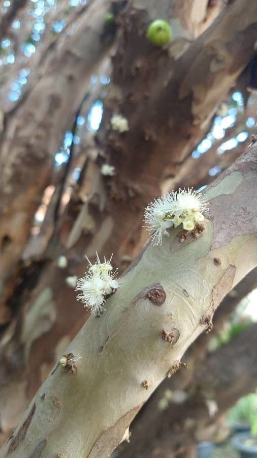 Jabuticaba 8