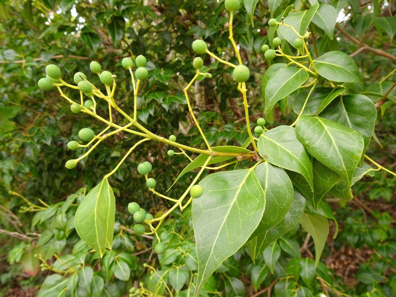 Amyris 2